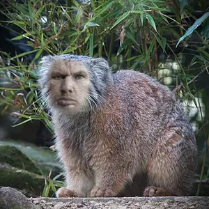 kobus