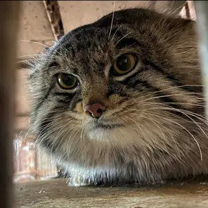 manul__remover
