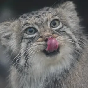 Катя