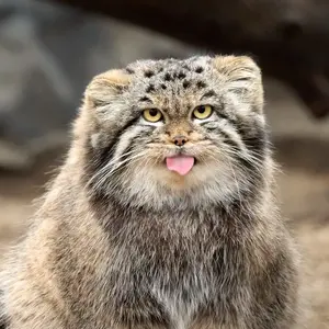 Морошка