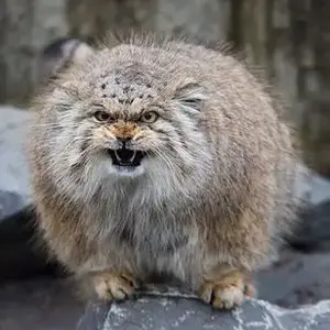 Manul Even