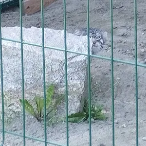 Юлия
