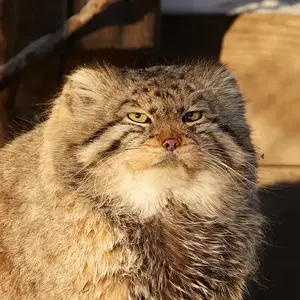 ратиборка