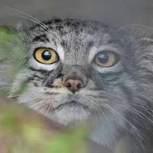 vmanul