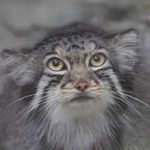 Lê Đường Phèn
