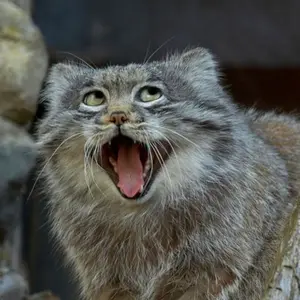 kit