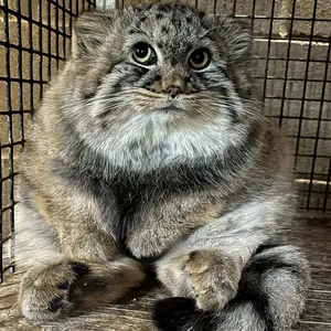 pallascatlvr0628
