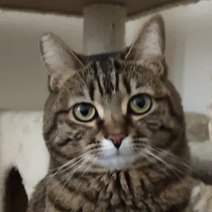 Shortleg Meow