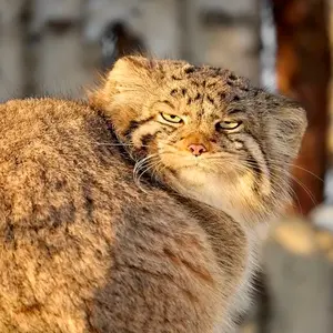 Олеся П