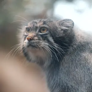Alexandr