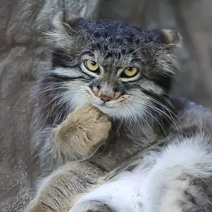 Алина Близнецова