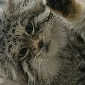 rollypolly