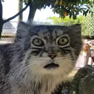 MANUL SEXUAL2
