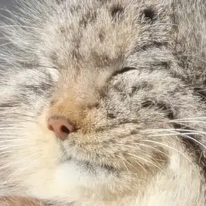 noobert