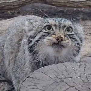 rawmanul