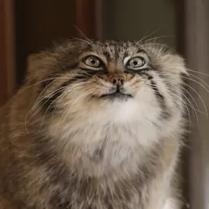 Bor