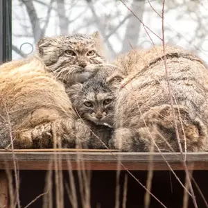 ангел 🐾