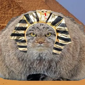 meow
