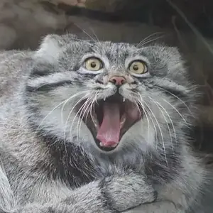 isha