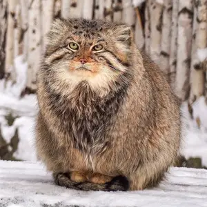 akiryukenseiiii