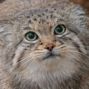 Manul.meow