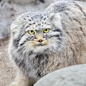 maniac