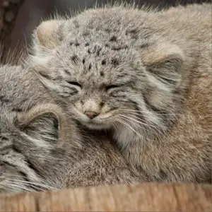 Катрина