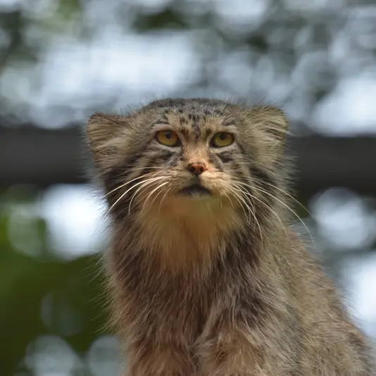 グダニスク動物園のマヌエルの写真