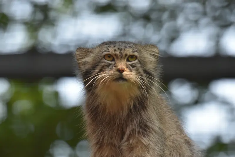 グダニスク動物園のマヌエルの写真