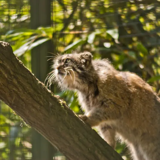 ザールブリュッケン動物園のカール・ハインツの写真