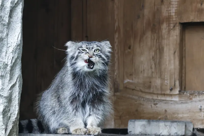モスクワ動物園のティモフェイの写真
