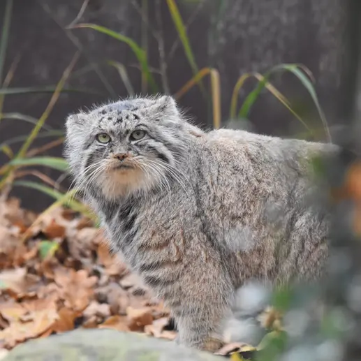 オストラヴァ動物園のモイラの写真