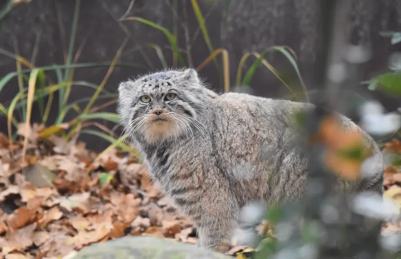 オストラヴァ動物園のモイラの写真