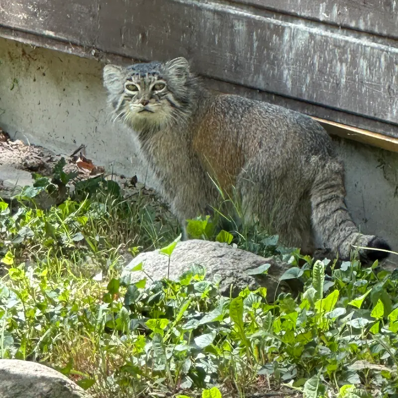 ポズナン新動物園のマニアの写真