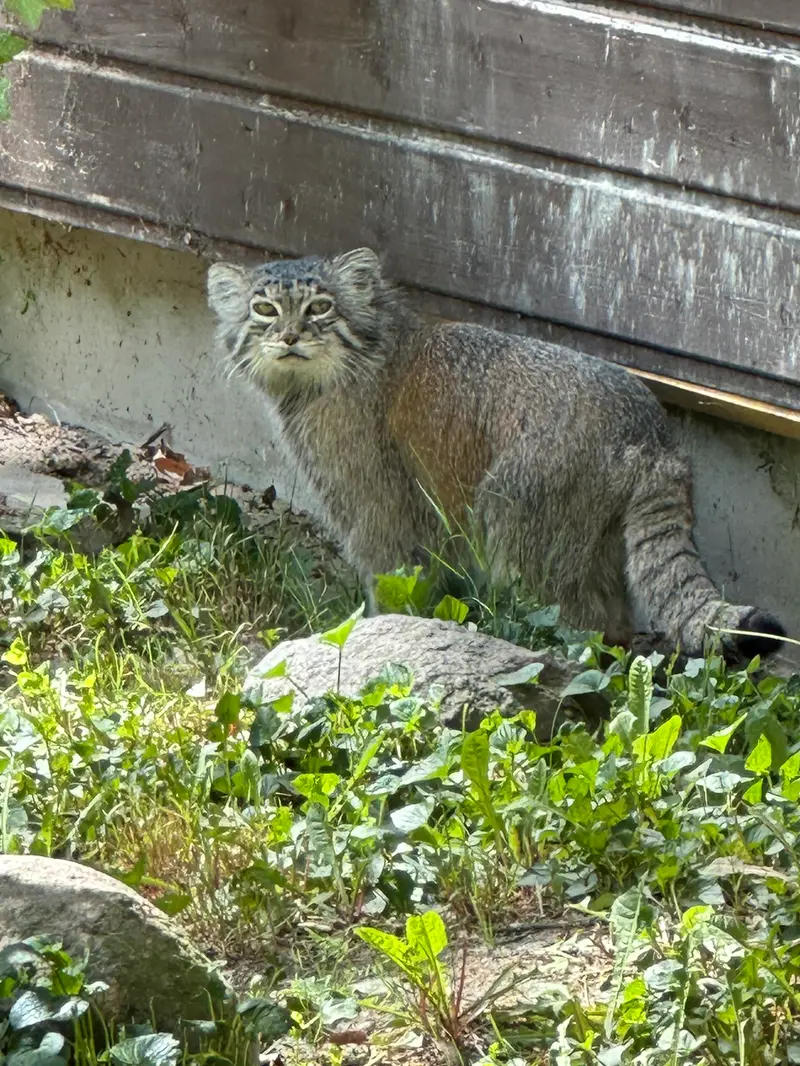 ポズナン新動物園のマニアの写真