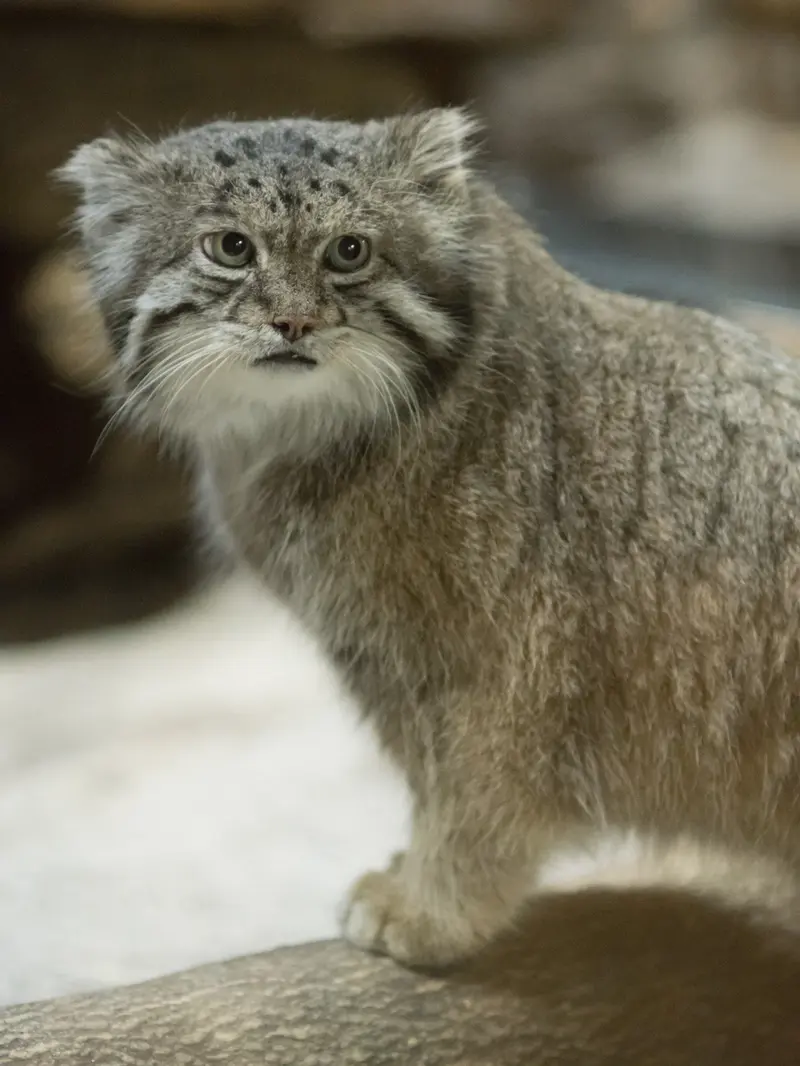 恩賜上野動物園のクリョンの写真