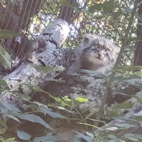 ジャルダン・デ・プラント動物園のコッリ・オッリの写真