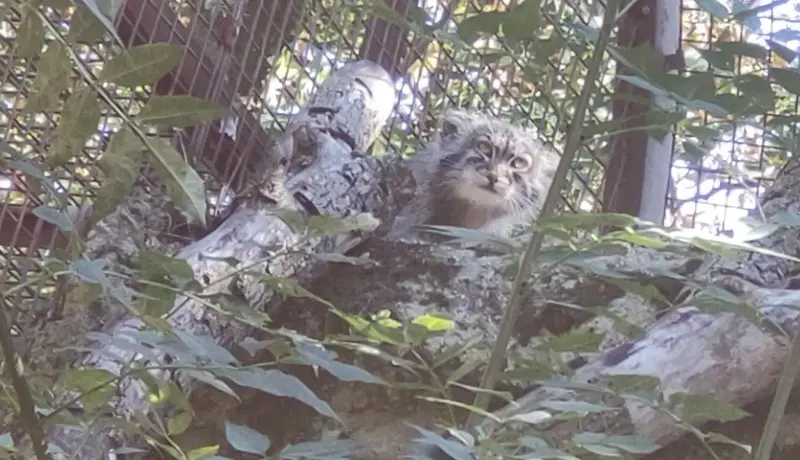 ジャルダン・デ・プラント動物園のコッリ・オッリの写真