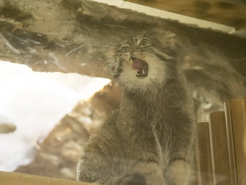 恩賜上野動物園のフィーガの写真