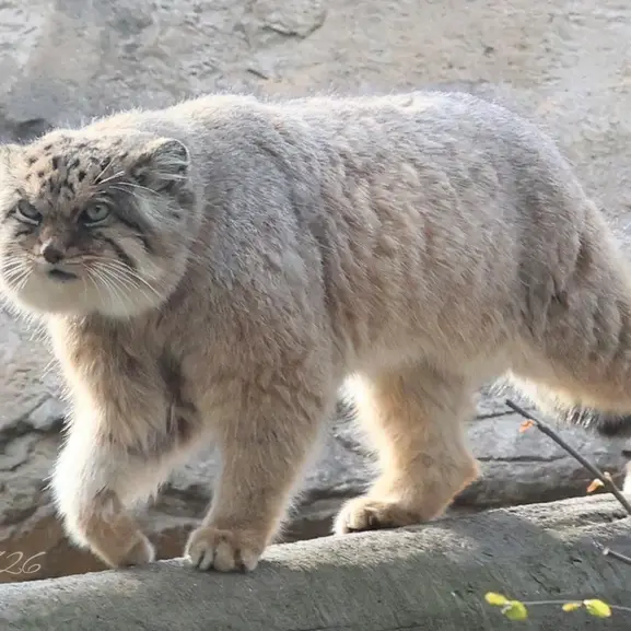 那須どうぶつ王国のボルの写真