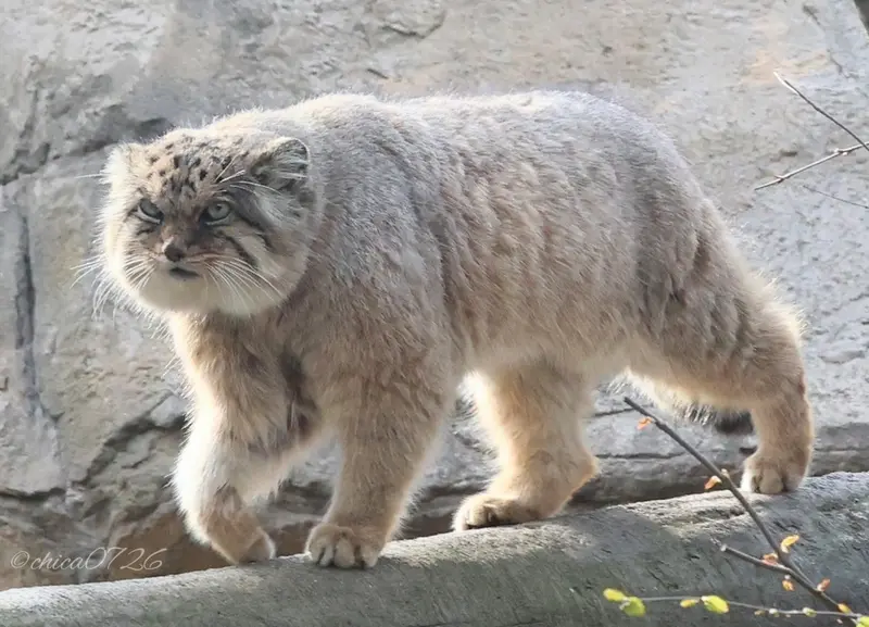 那須どうぶつ王国のボルの写真