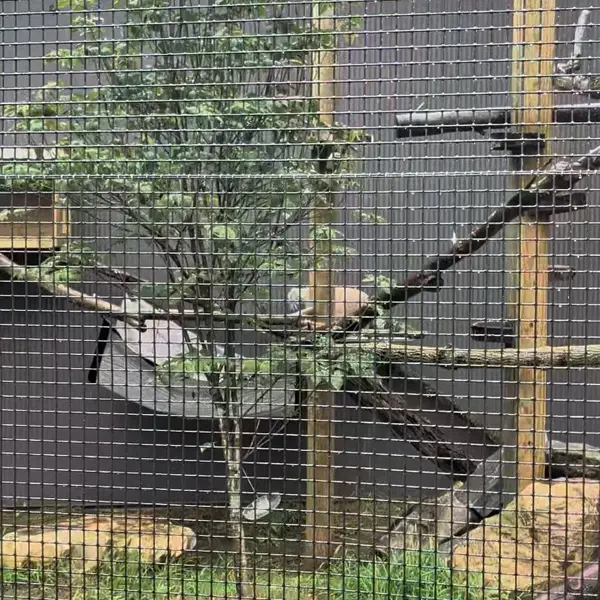エルムウッド・パーク動物園のレザの写真