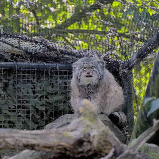 ロッテルダム動物園のノルブの写真