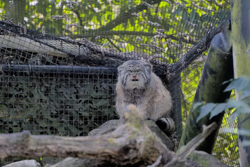 ロッテルダム動物園のノルブの写真