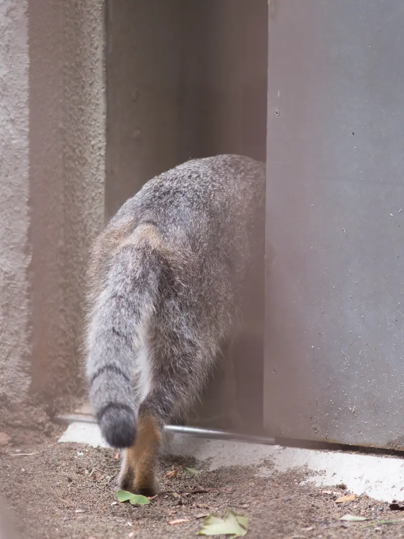 野毛山動物園のフィーガの写真