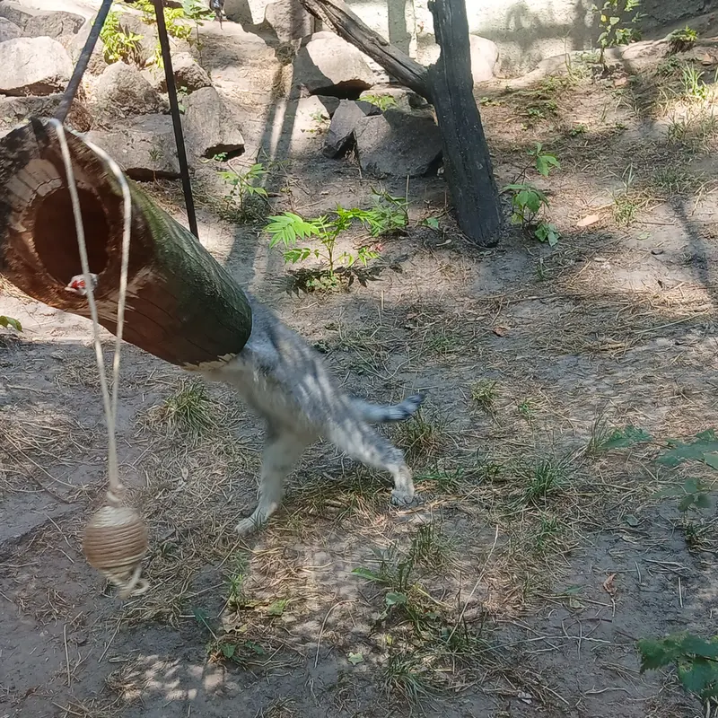ブダペスト動物園・植物園のルーシーの写真