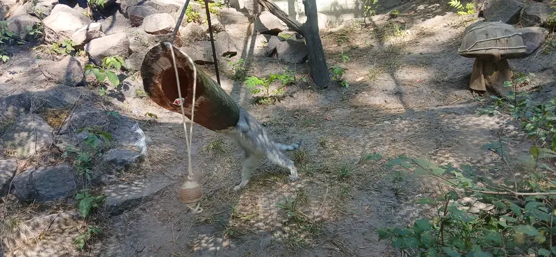 ブダペスト動物園・植物園のルーシーの写真