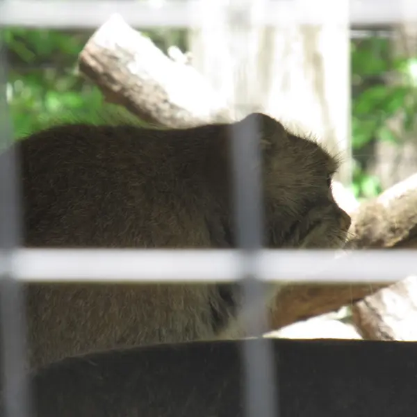スミソニアン国立動物園のセバとアカルの写真