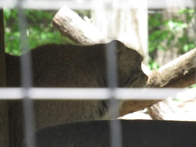 スミソニアン国立動物園のセバとアカルの写真