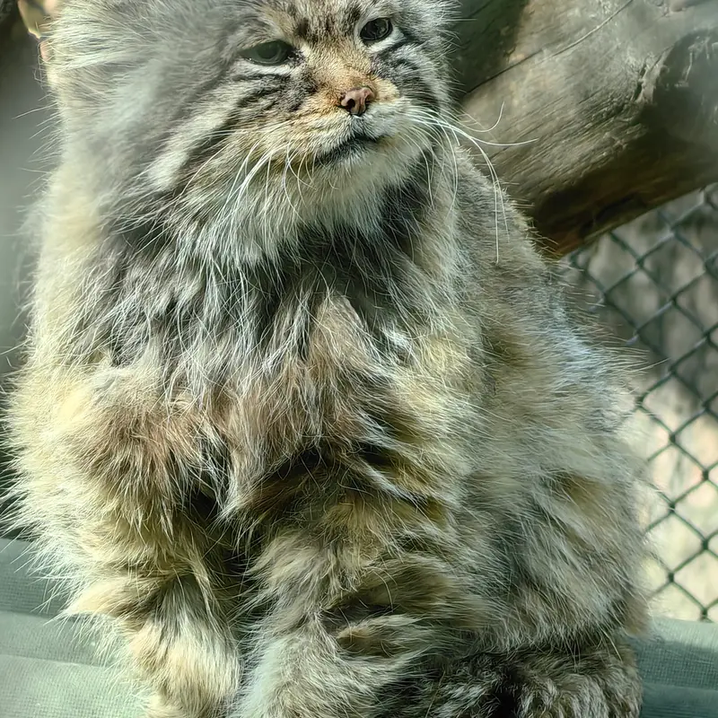 ノヴォシビルスク動物園のゼレノゴルスクの写真